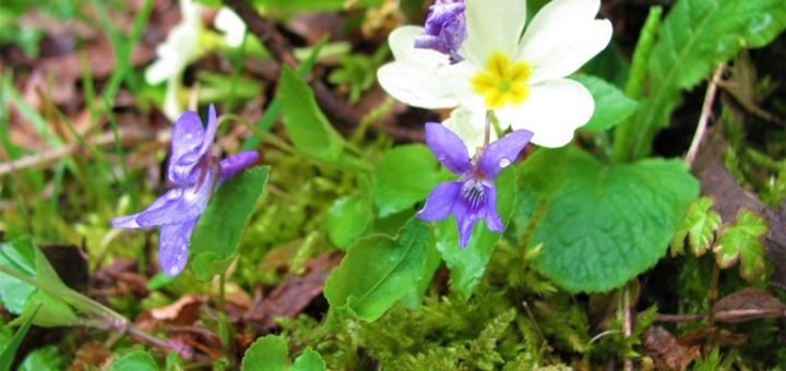 vremenska prognoza - serbianmeteo