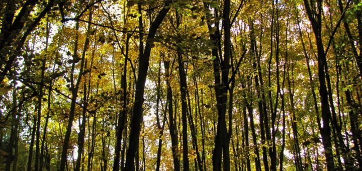 vremenska prognoza - serbianmeteo